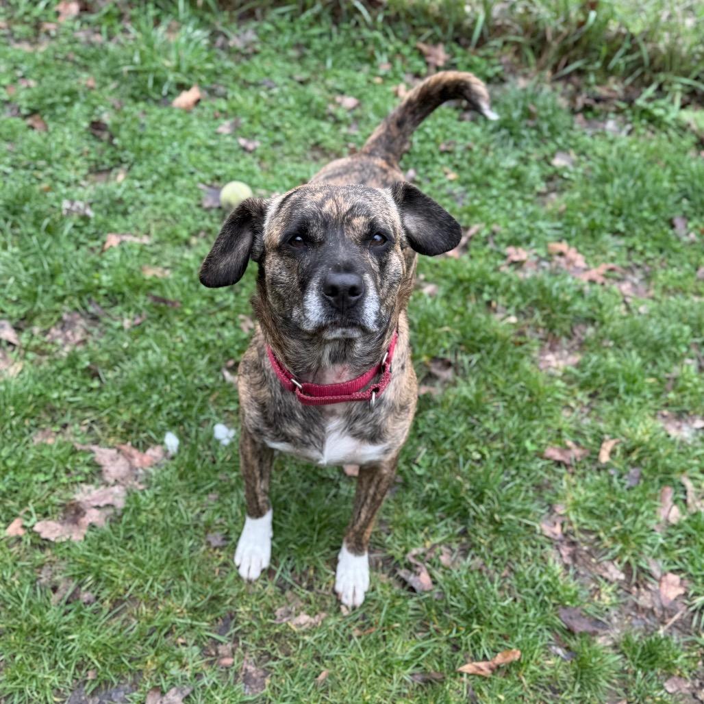 Athena, Adoptable, Young Female Mixed Breed.