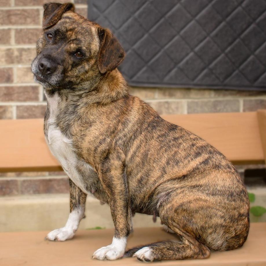 Athena, a Adoptable Mixed Breed in Kittanning, PA image 2/4