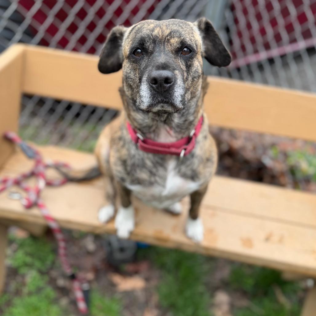 Athena, a Adoptable Mixed Breed in Kittanning, PA image 4/5