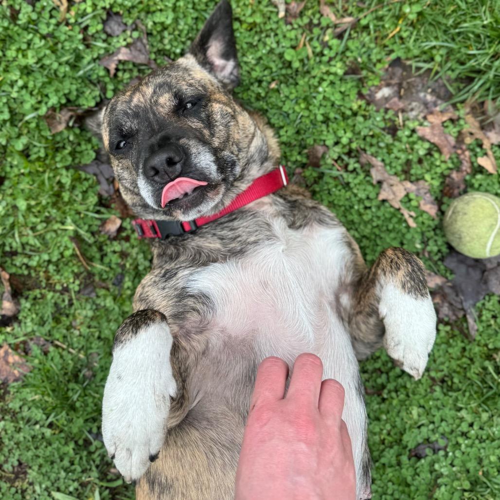 Athena, a Adoptable Mixed Breed in Kittanning, PA image 3/4