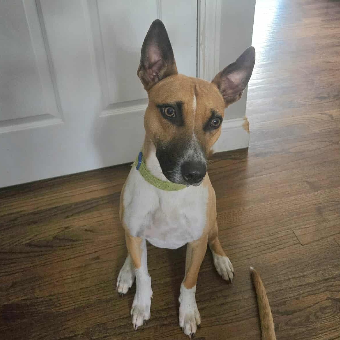 Jack, Adoptable, Adult Male Labrador Retriever & Terrier.