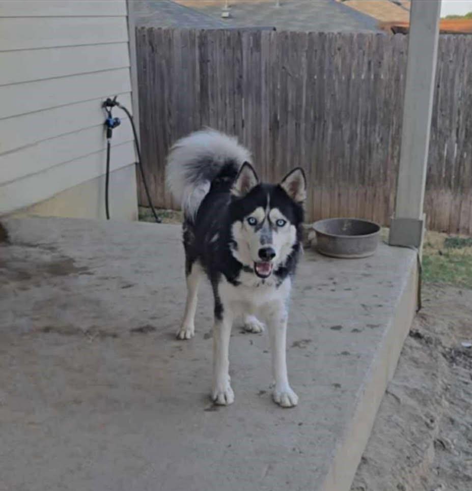 Inu, Adoptable, Adult Male Siberian Husky.
