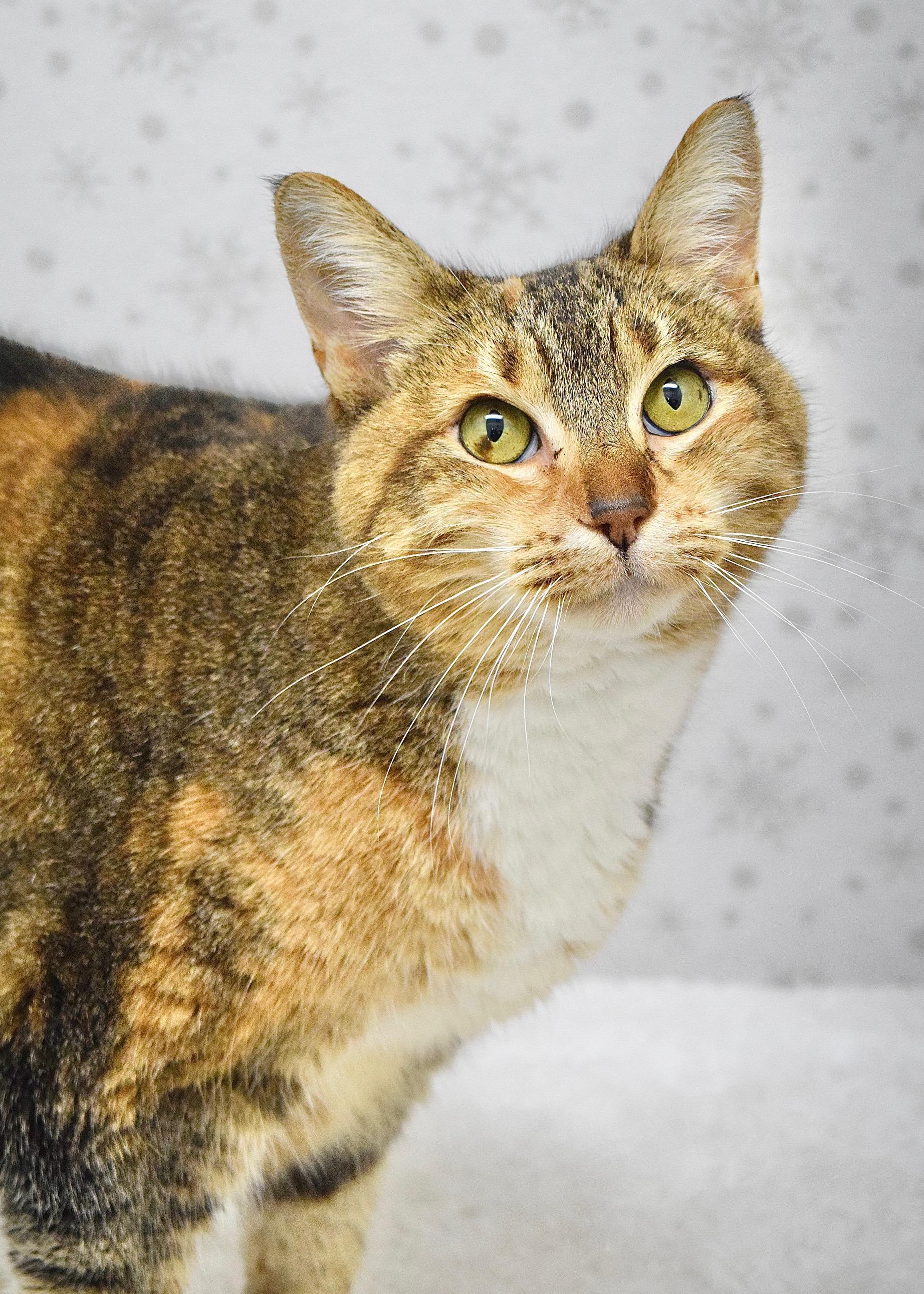 Enlarge Rudy, a ADOPTABLE Domestic Short Hair in Dublin, CA image 1/4
