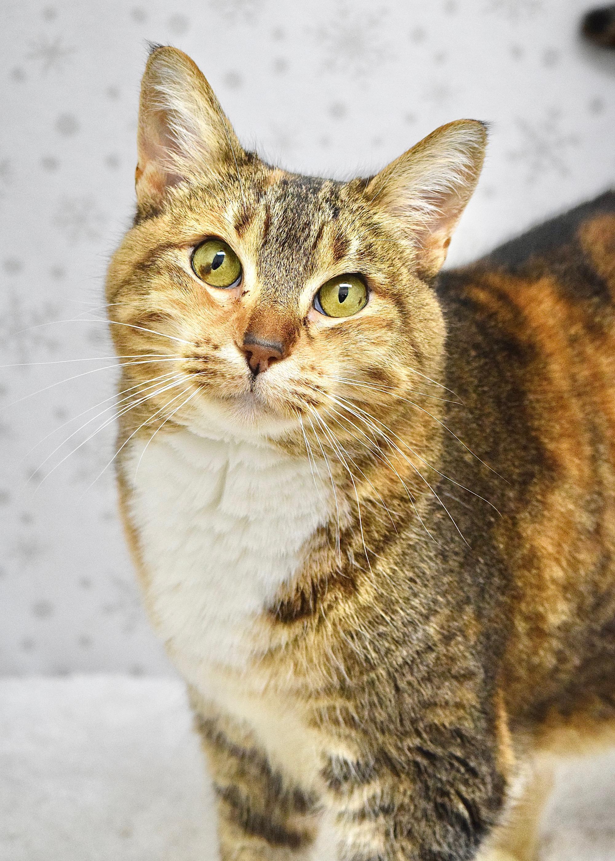 Enlarge Rudy, a ADOPTABLE Domestic Short Hair in Dublin, CA image 2/4