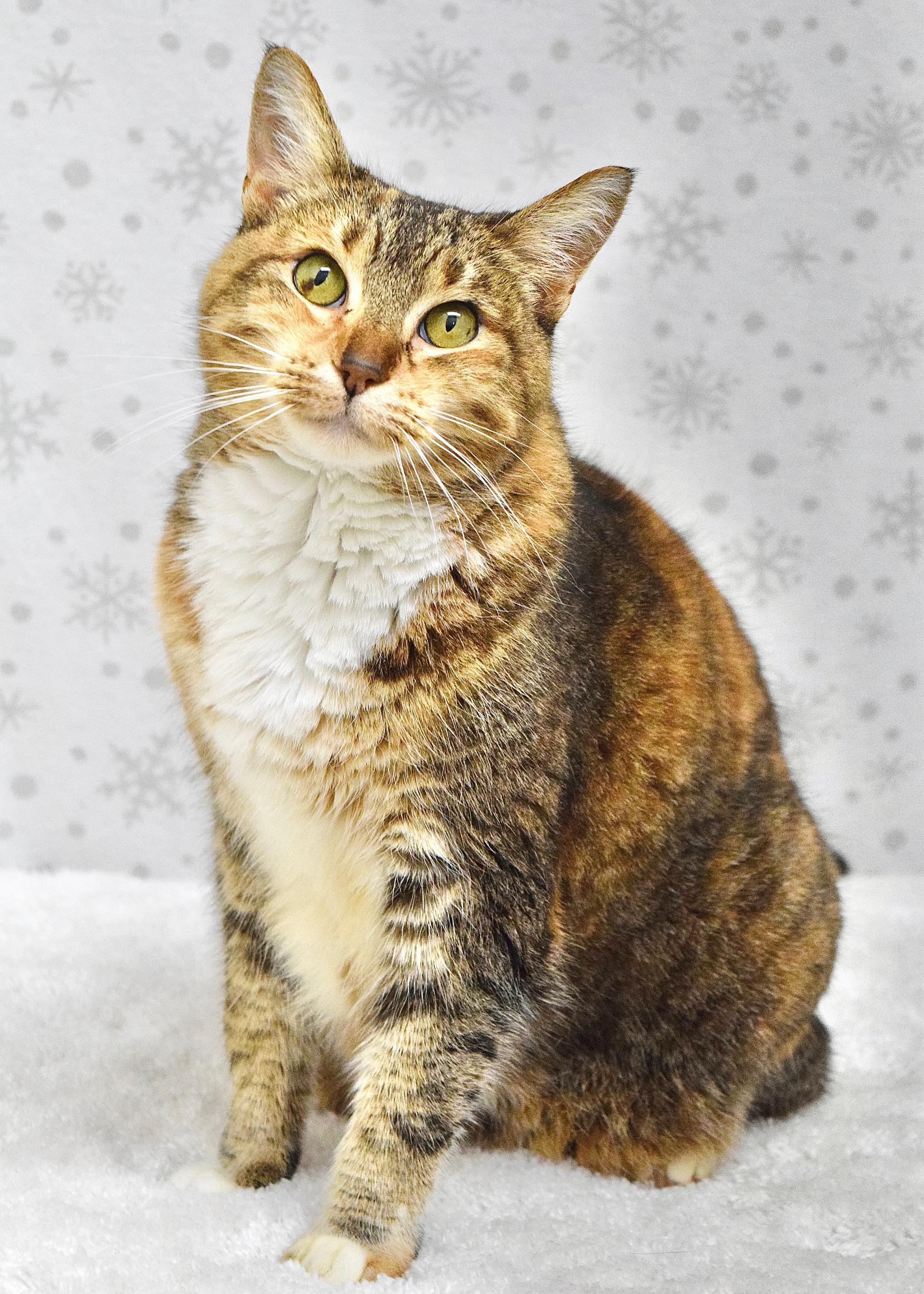 Enlarge Rudy, a ADOPTABLE Domestic Short Hair in Dublin, CA image 3/4