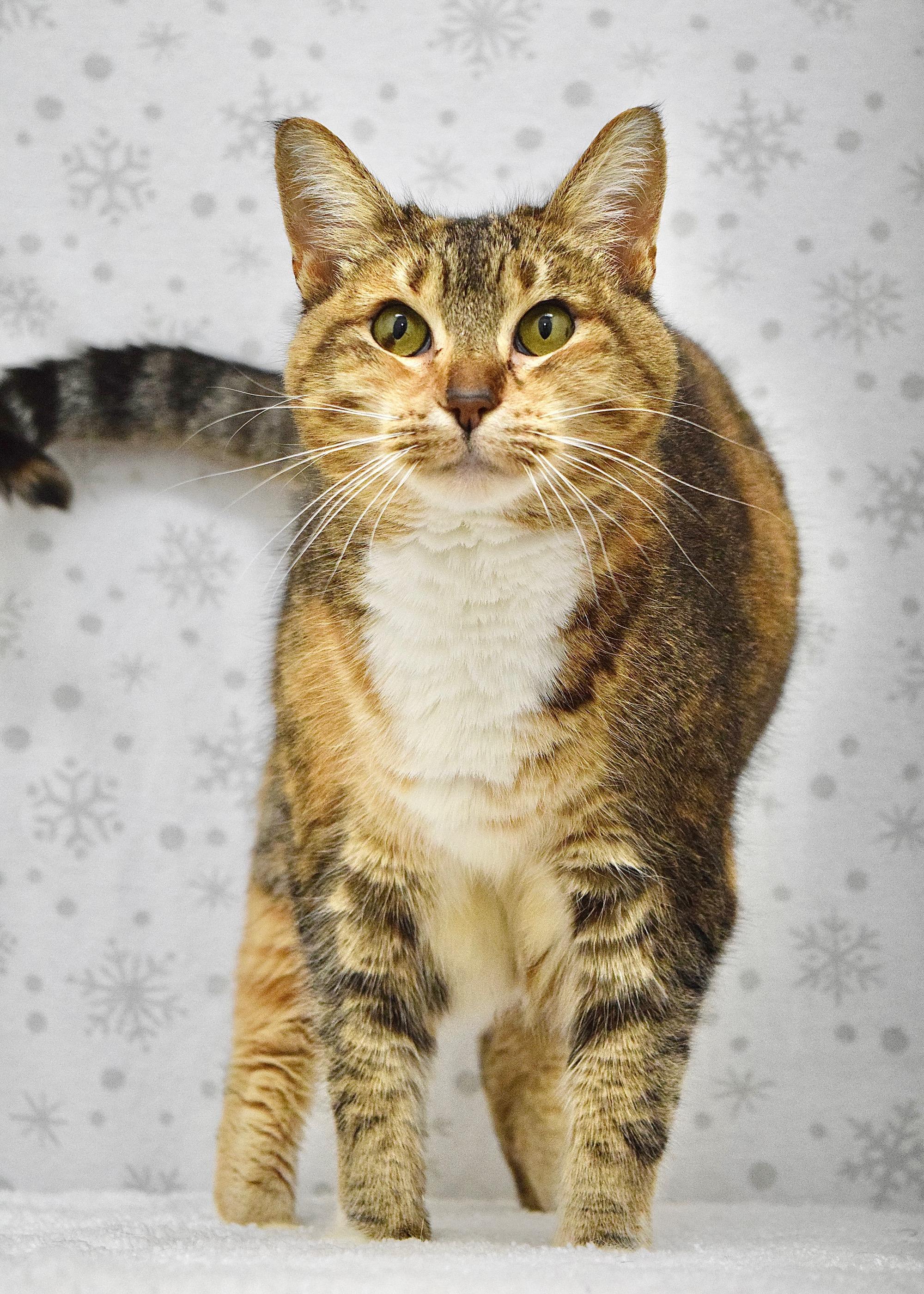 Enlarge Rudy, a ADOPTABLE Domestic Short Hair in Dublin, CA image 4/4