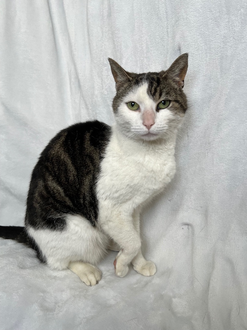 Enlarge Petunia, a Adopted Domestic Short Hair in Copley, OH image 1/2