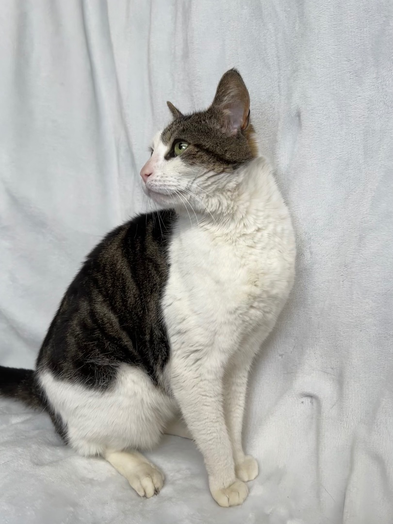 Enlarge Petunia, a Adopted Domestic Short Hair in Copley, OH image 2/2