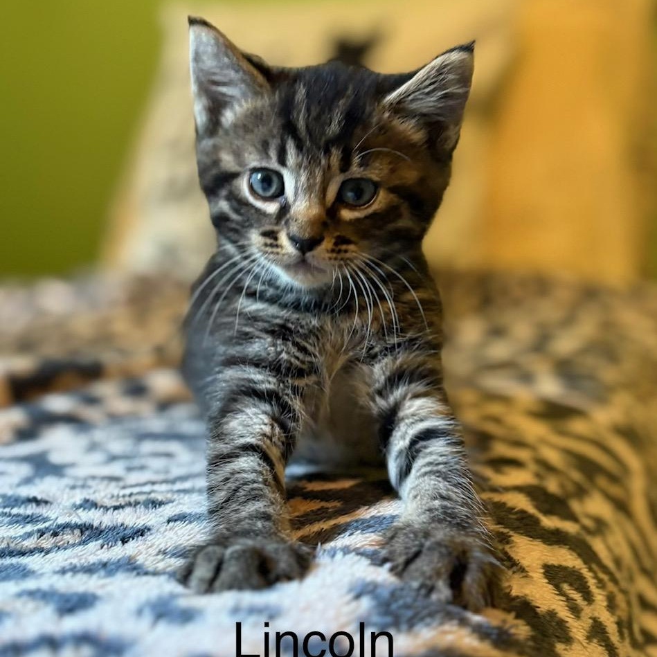Lincoln, ADOPTABLE, Kitten Male Domestic Short Hair.