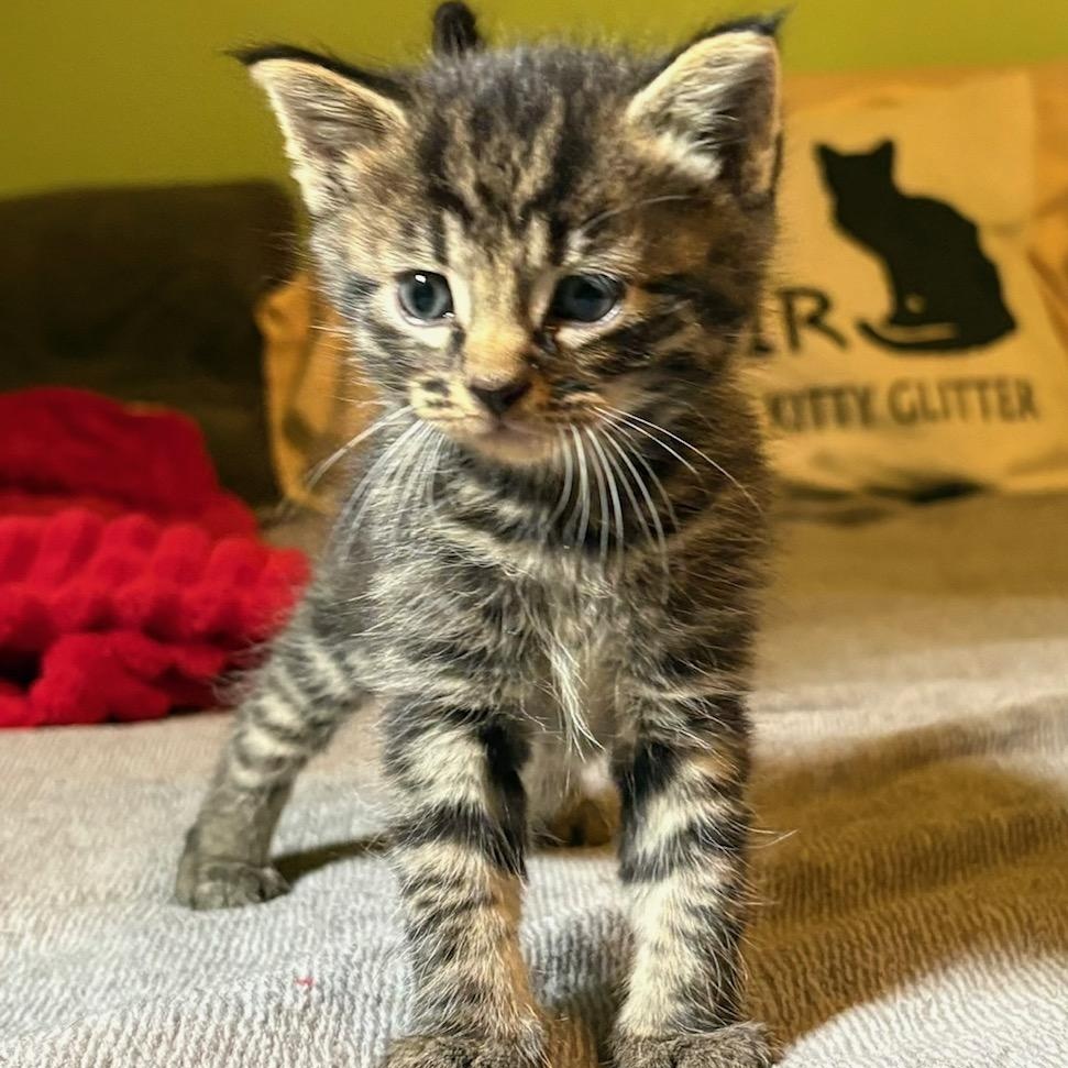 Enlarge Lincoln, a ADOPTABLE Domestic Short Hair in Johnson City, TN image 2/2