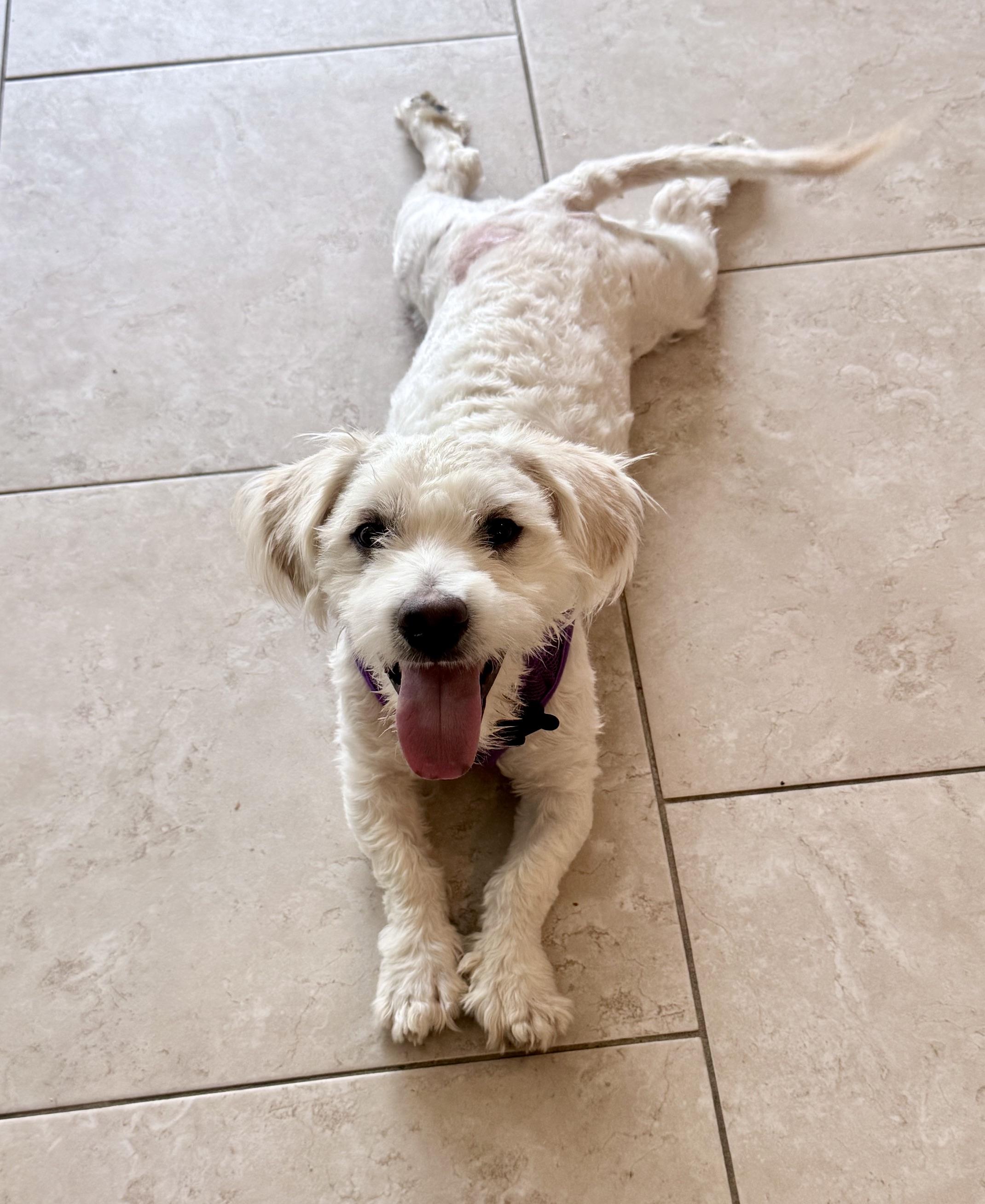 Enlarge Nice as they come Nicky, a Adoptable Bichon Frise in Carlsbad, CA image 3/4