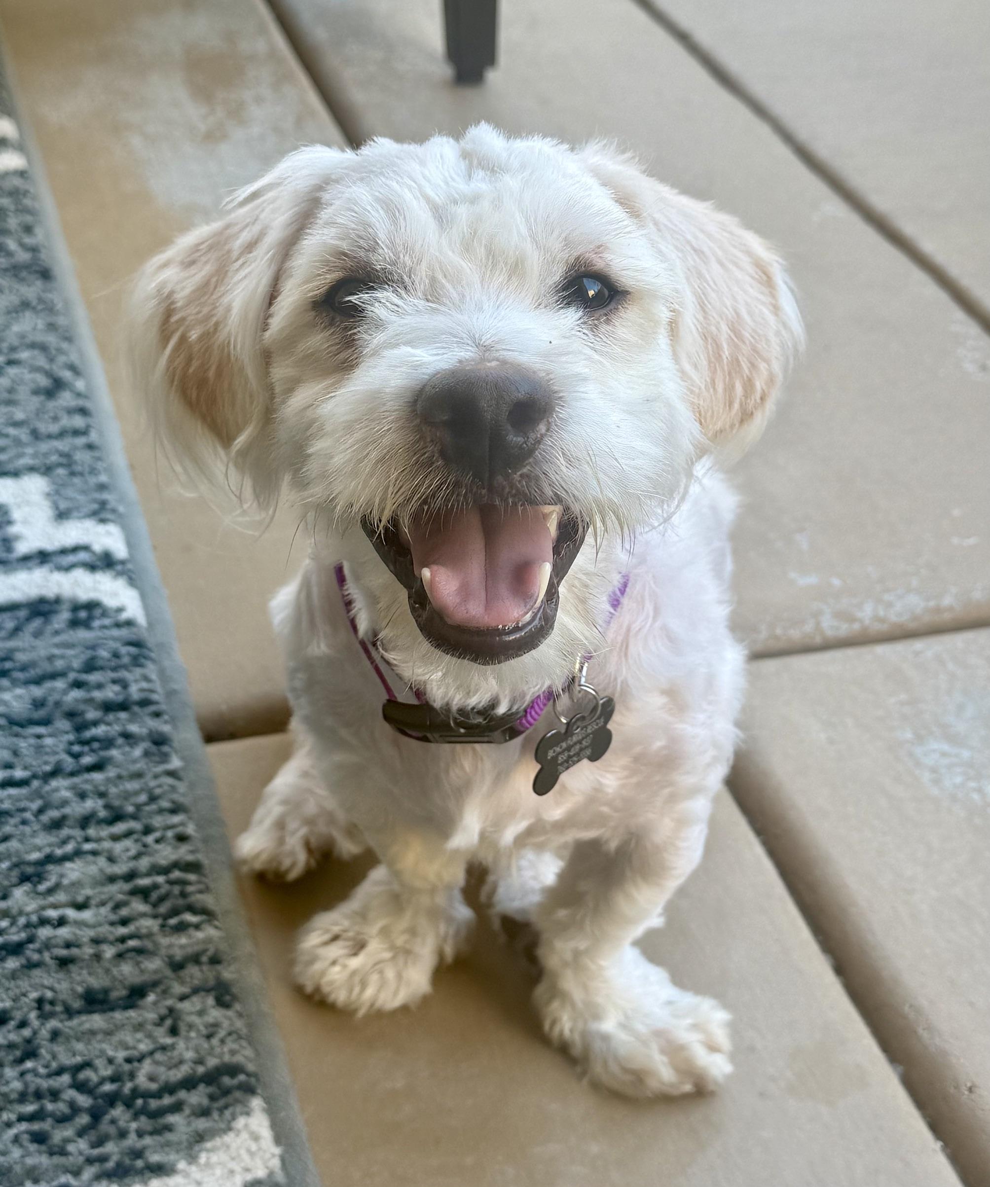 Enlarge Nice as they come Nicky, a Adoptable Bichon Frise in Carlsbad, CA image 4/4