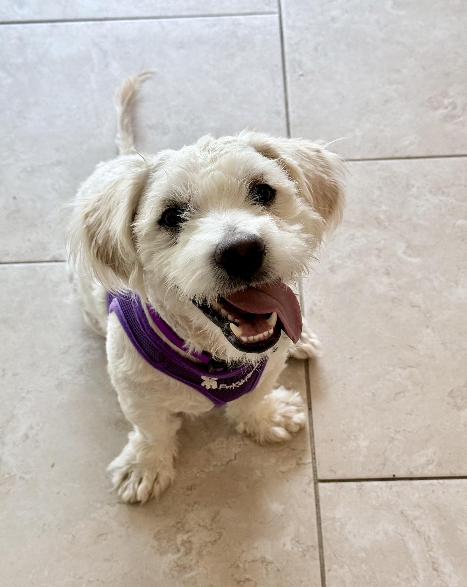 Nice as they come Nicky, Adoptable, Young Male Bichon Frise.