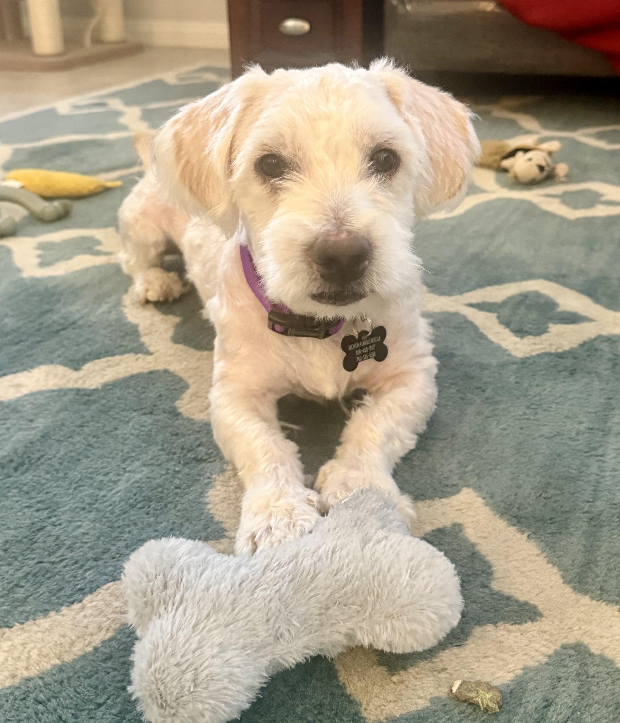 Enlarge Nice as they come Nicky, a Adoptable Bichon Frise in Carlsbad, CA image 2/4