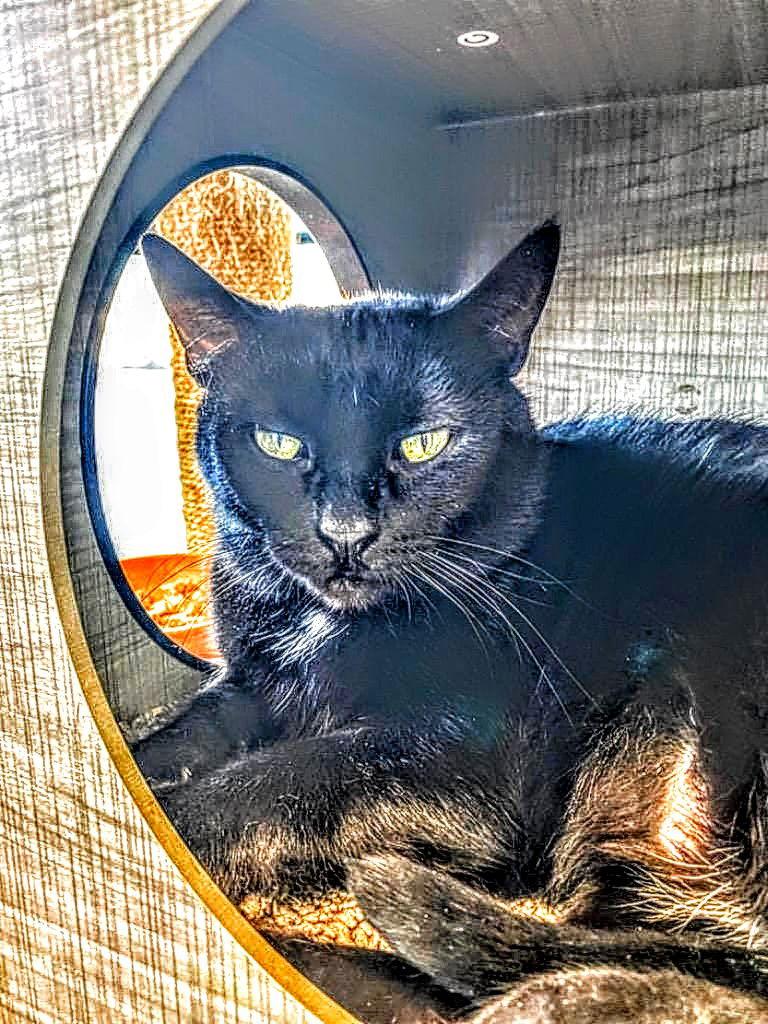 C195 Litter Packzi, mom, Adoptable, Adult Female Domestic Short Hair.