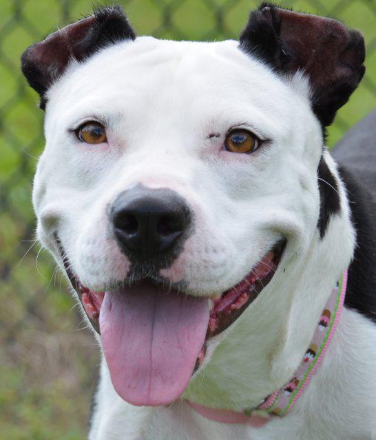 Enlarge Queenie, a Adopted Pit Bull Terrier in Saint Petersburg, FL image 1/2