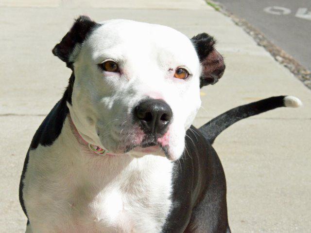 Enlarge Queenie, a Adopted Pit Bull Terrier in Saint Petersburg, FL image 2/2
