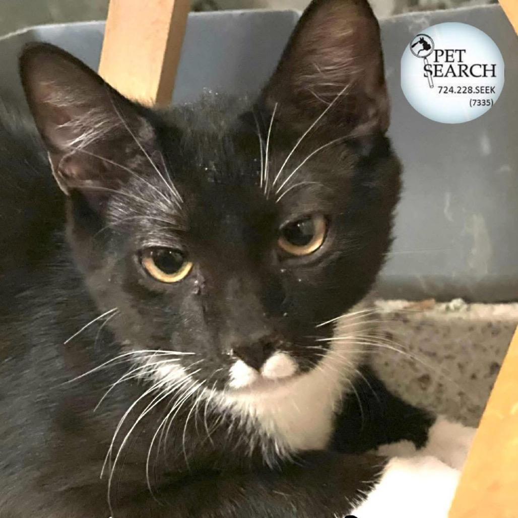 Domino, Adoptable, Young Male Domestic Short Hair.