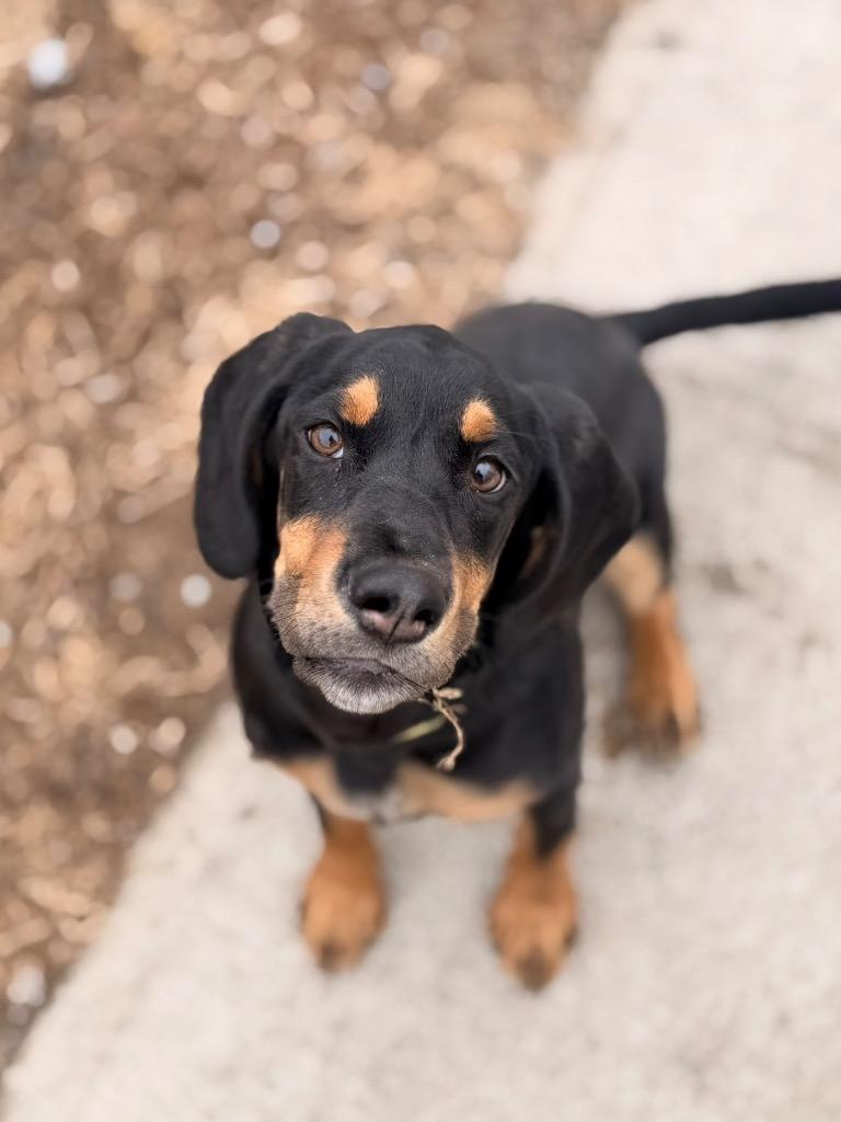 Rumi, Adopted, Puppy Female Basset Hound & Labrador Retriever.