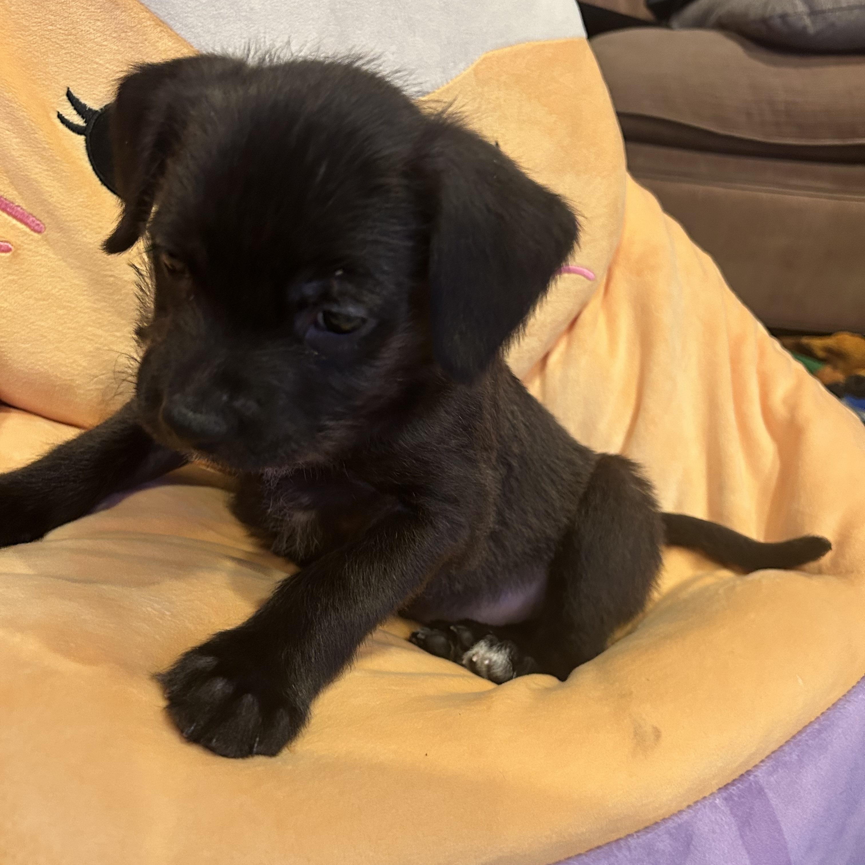 Chubbs, adopted, Puppy Female Black Labrador Retriever.