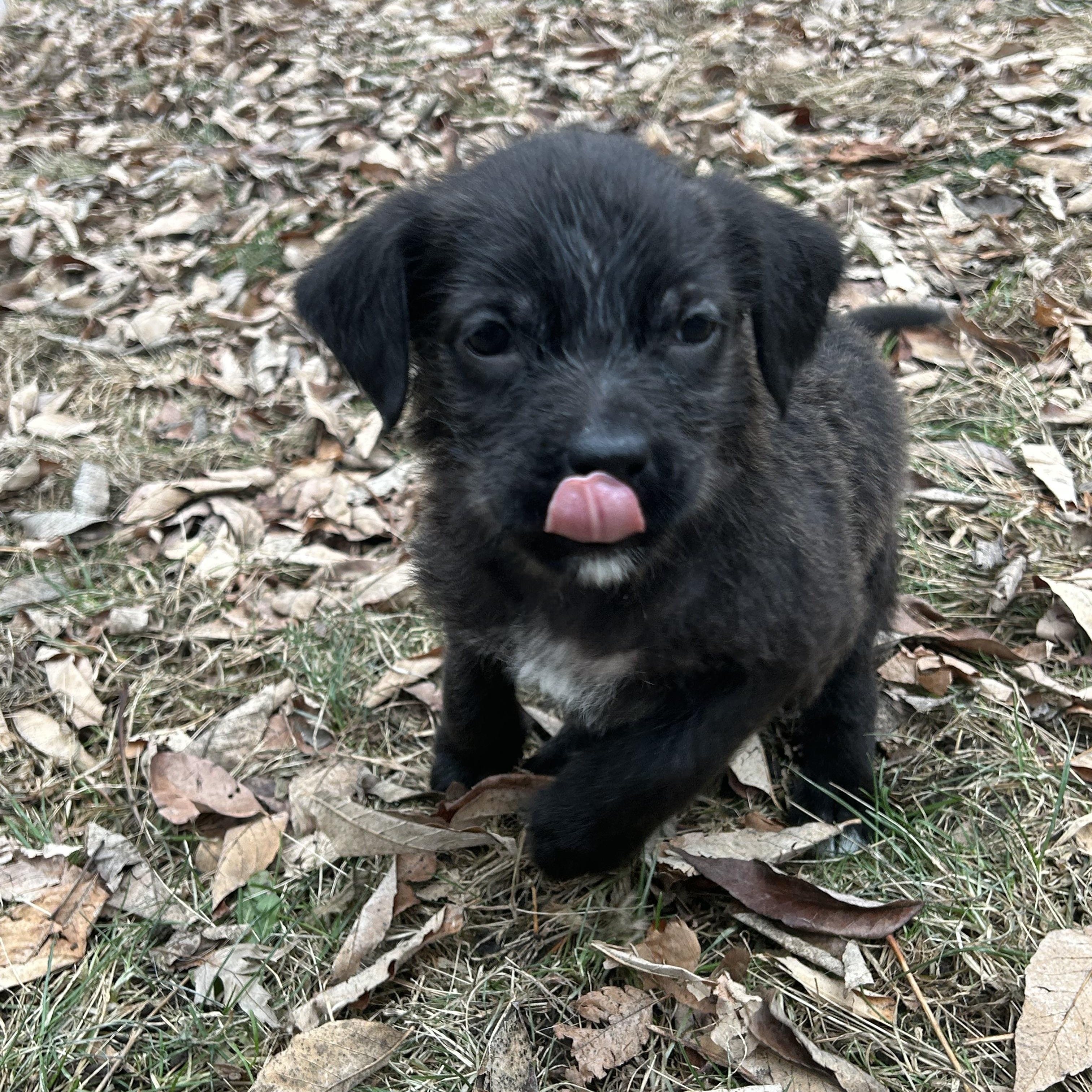 Enlarge Chubbs, an adopted mixed breed in Plainfield, IL image 4/6