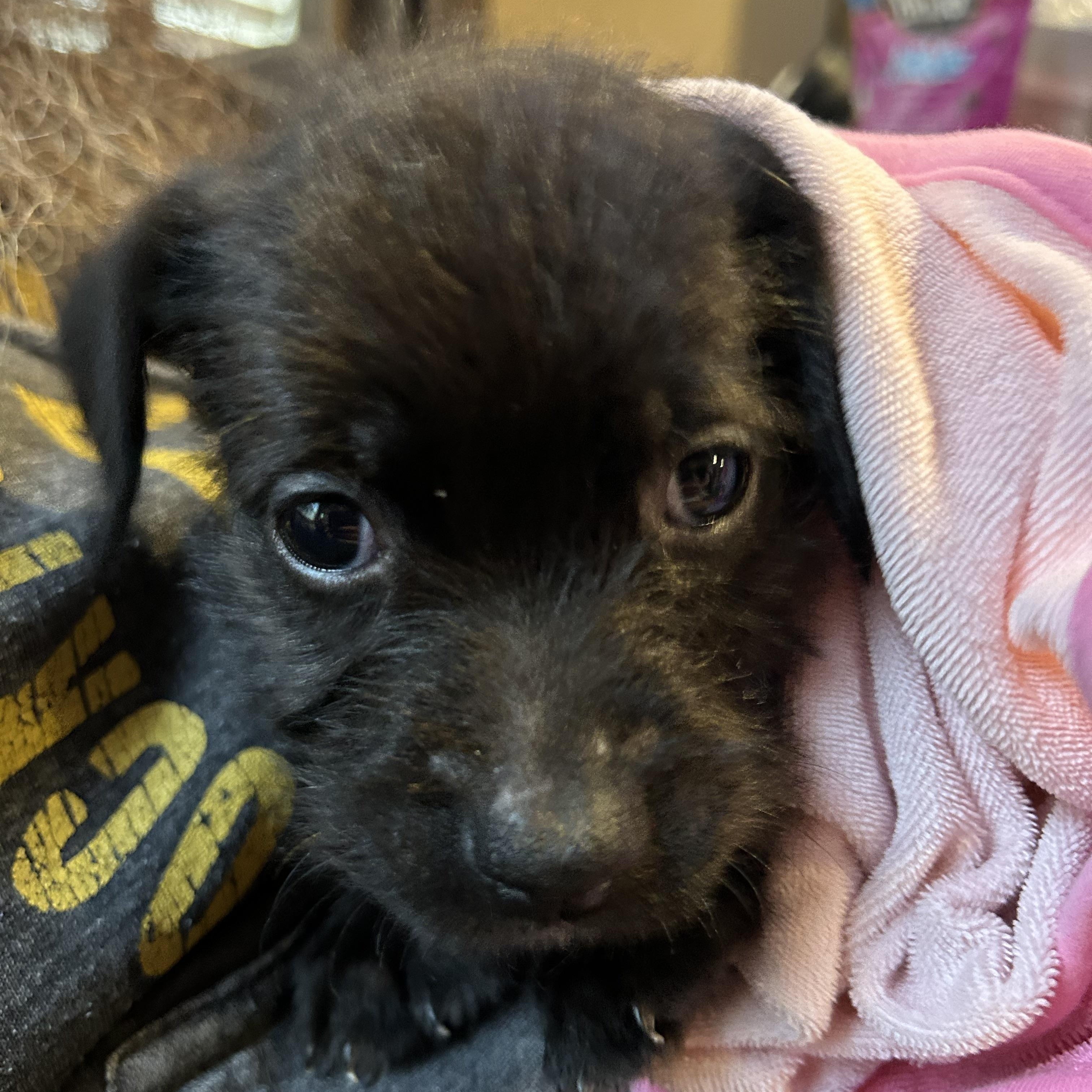Enlarge Chubbs, an adopted mixed breed in Plainfield, IL image 6/6