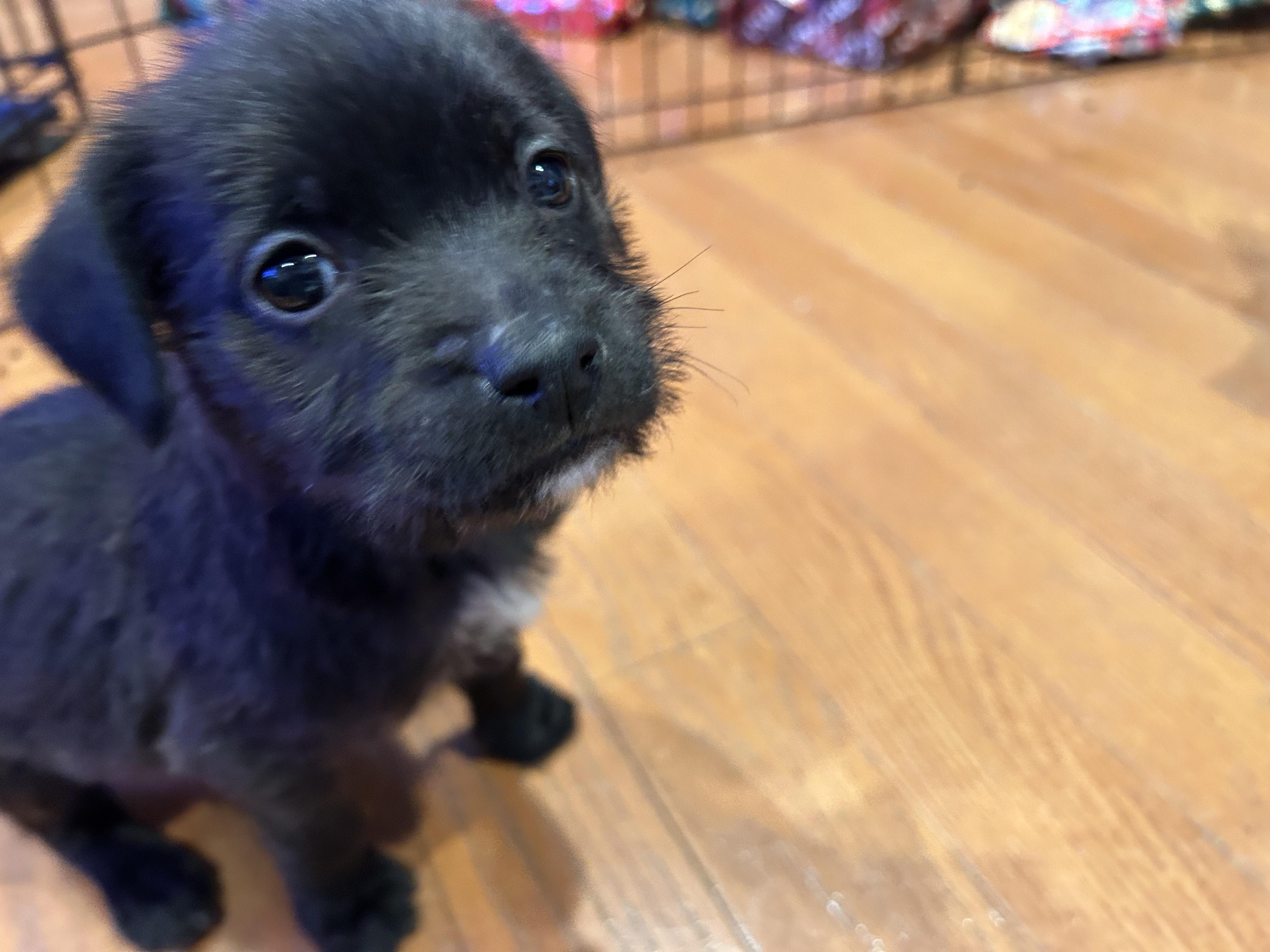Enlarge Chubbs, an adopted mixed breed in Plainfield, IL image 2/6