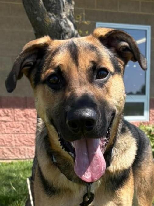 Endo, a ADOPTABLE mixed breed in Maryville, MO image 3/3