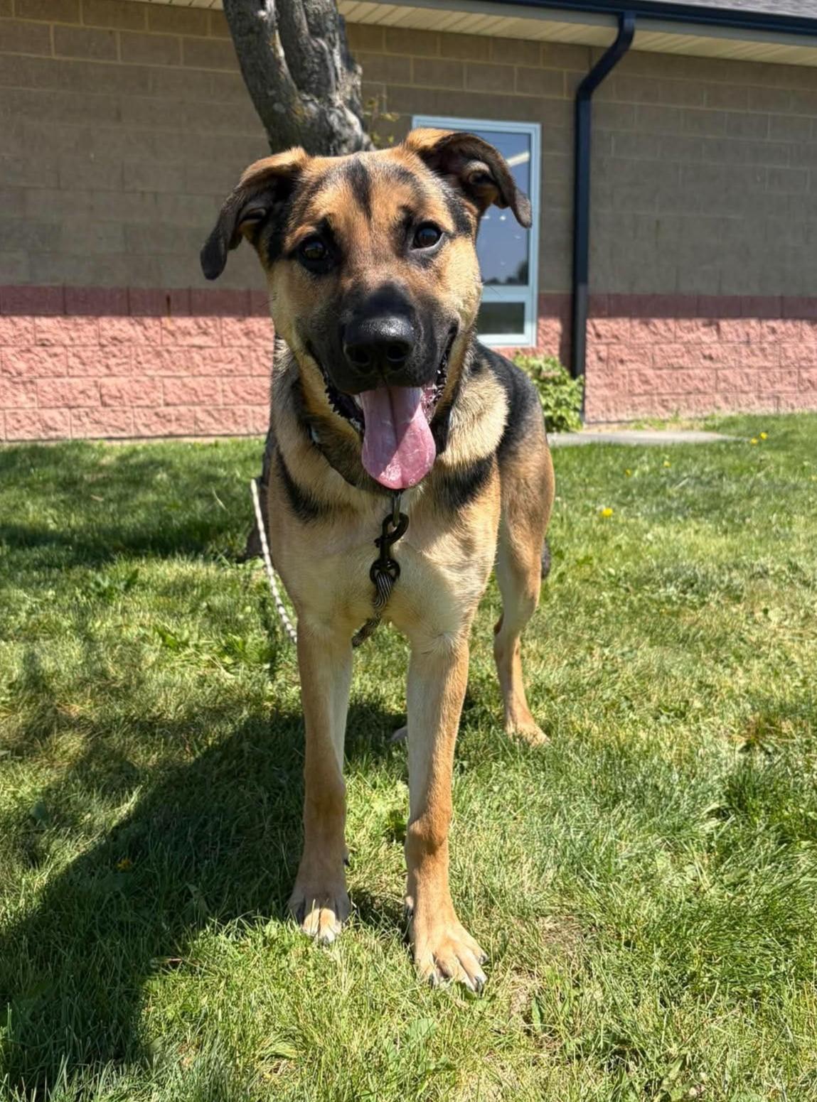 Endo, a ADOPTABLE mixed breed in Maryville, MO image 1/3