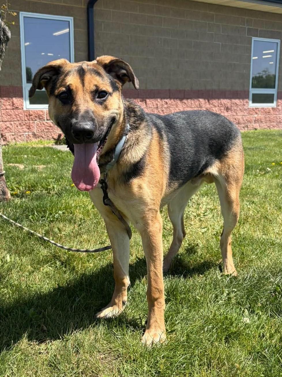 Endo, a ADOPTABLE mixed breed in Maryville, MO image 2/3