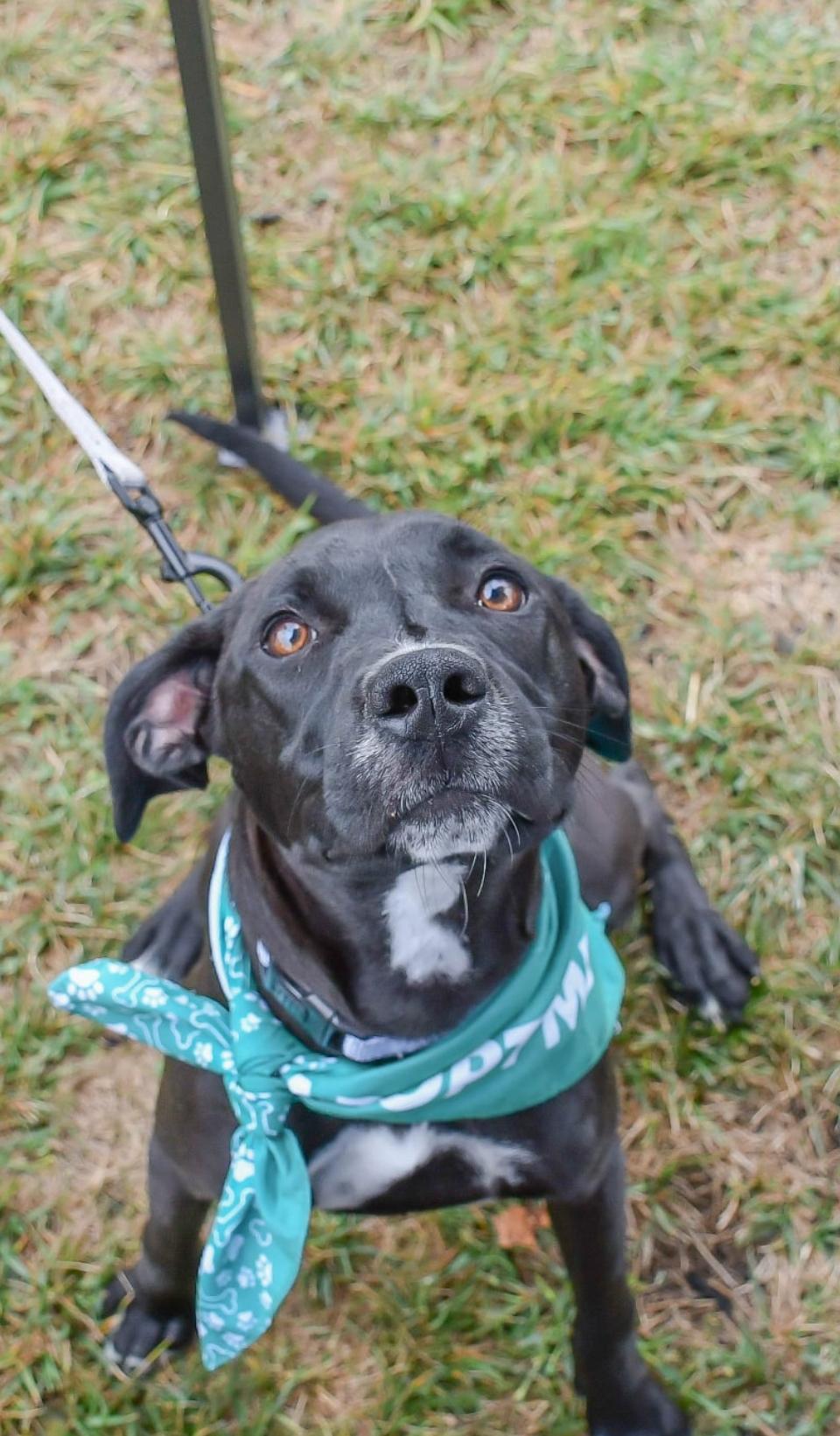 Brenda in NH! Come Meet our Adoptable Dogs Wednesday-Saturday. More info in Bio!