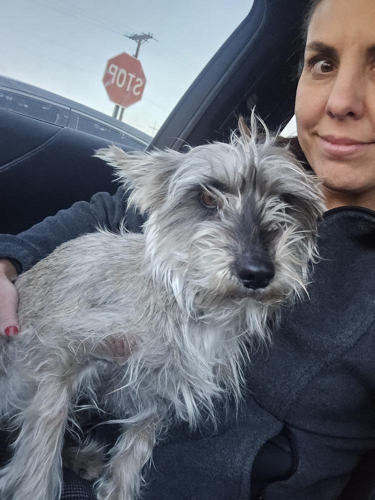 Sparkles, a Adoptable mixed breed in Albuquerque, NM image 3/3