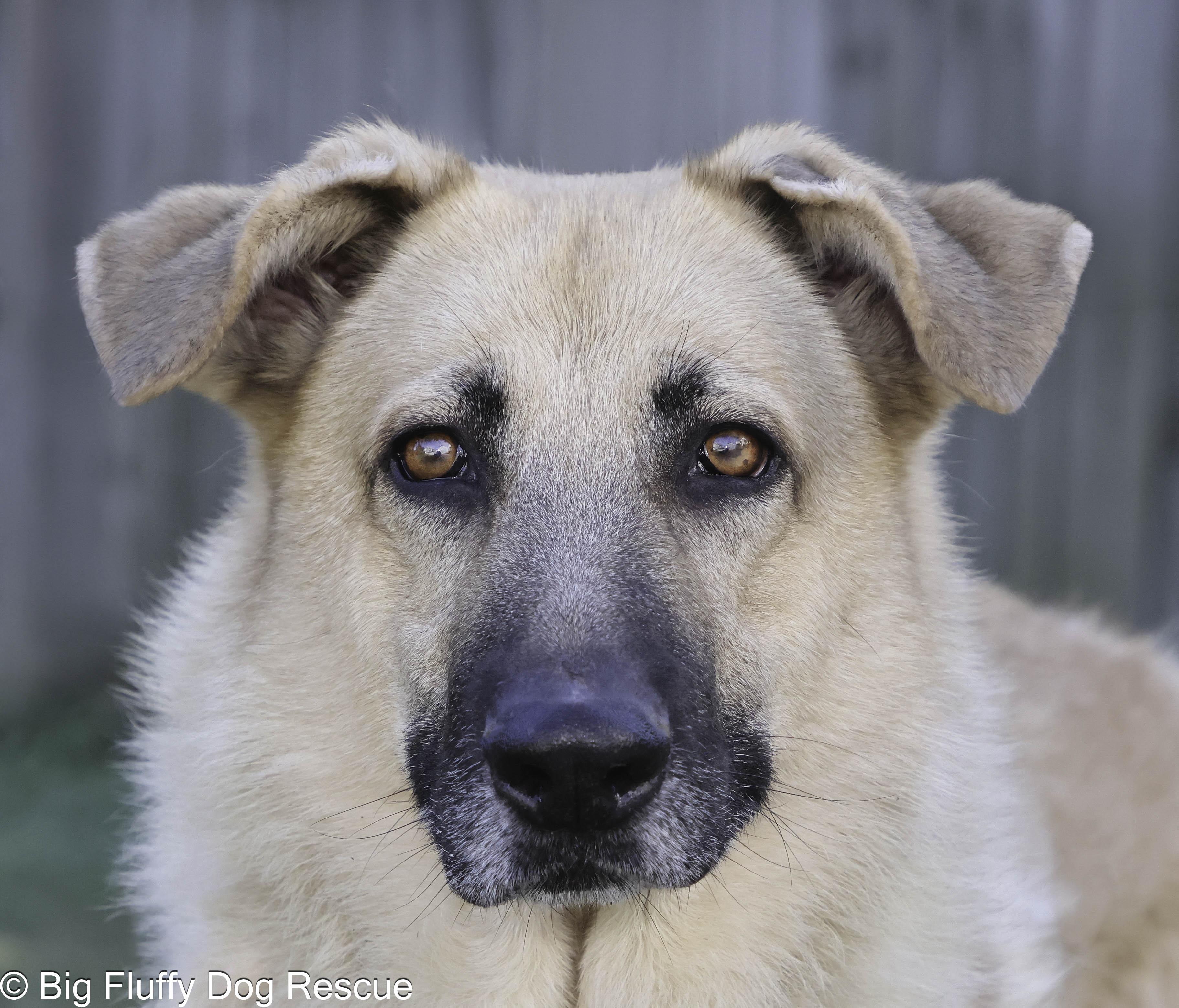 Enlarge Mojo, a Adoptable mixed breed in Clarksville, TN image 1/4
