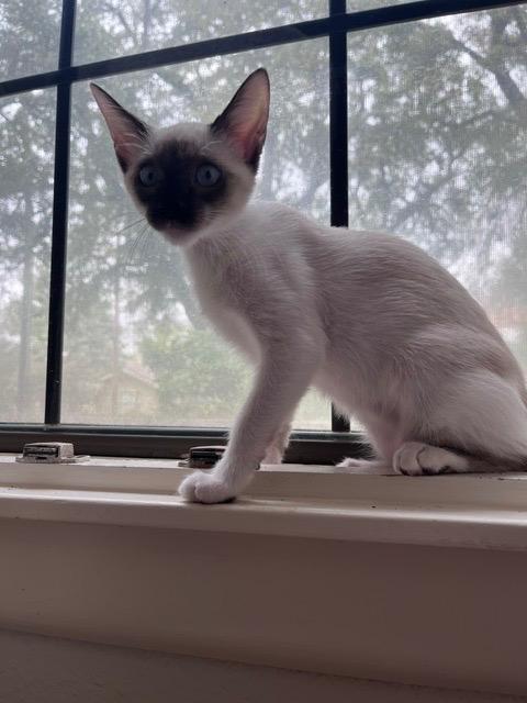 Fiona, Adopted, Kitten Female Siamese.