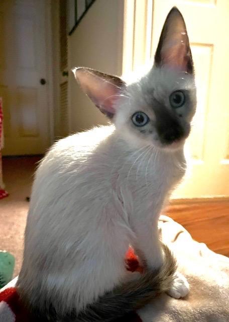 Enlarge Fiona, a Adopted mixed breed in San Antonio, TX image 2/4