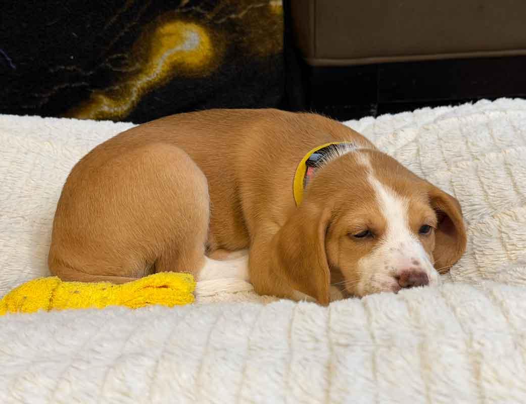 Enlarge Kaillie, an adopted mixed breed in Kennesaw, GA image 4/6