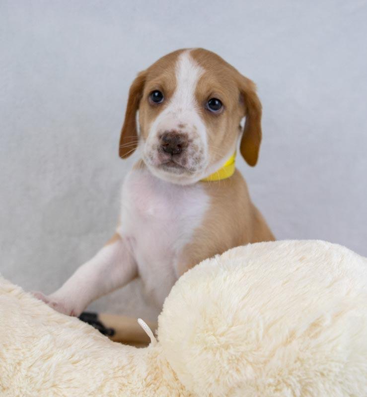 Enlarge Kaillie, an adopted mixed breed in Kennesaw, GA image 6/6