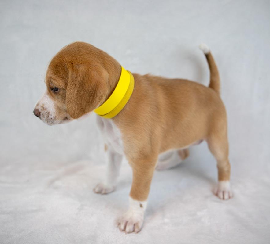 Enlarge Kaillie, an adopted mixed breed in Kennesaw, GA image 5/6