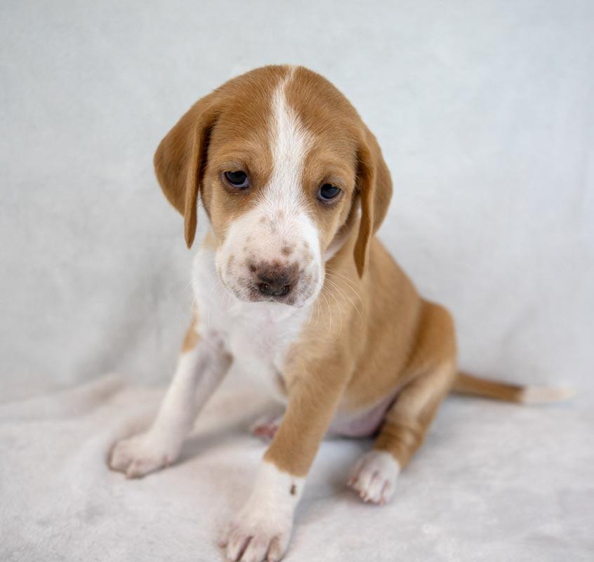 Enlarge Kaillie, an adopted mixed breed in Kennesaw, GA image 2/6