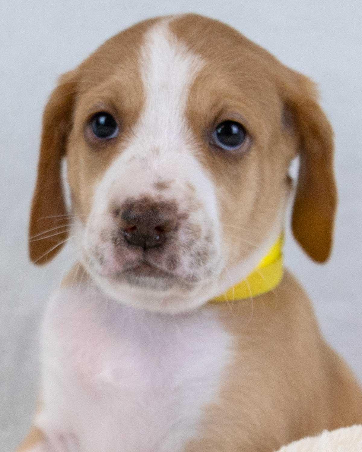 Enlarge Kaillie, an adopted mixed breed in Kennesaw, GA image 1/6