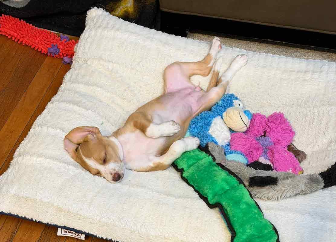 Enlarge Kaillie, an adopted mixed breed in Kennesaw, GA image 3/6