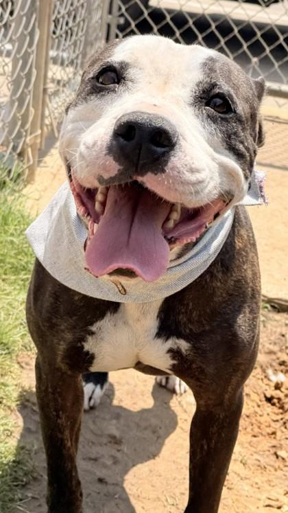Anastasia, Adoptable, Adult Female Pit Bull Terrier & Mixed Breed.