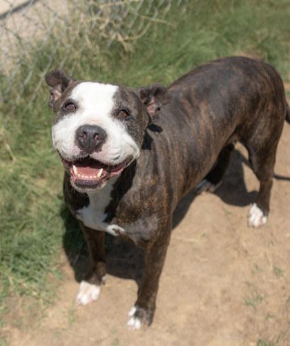 Anastasia, Adoptable, Adult Female Pit Bull Terrier & Mixed Breed.