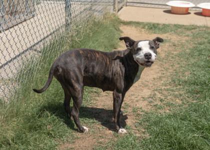 Anastasia, a Adoptable mixed breed in Balch Springs, TX image 2/3