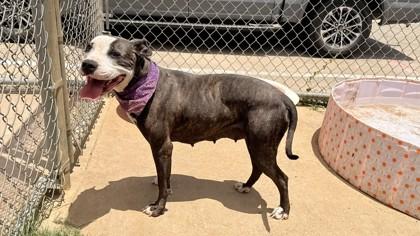 Anastasia, a Adoptable mixed breed in Balch Springs, TX image 2/3