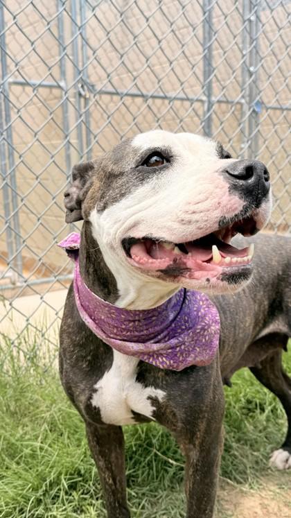 Anastasia, a Adoptable mixed breed in Balch Springs, TX image 3/3