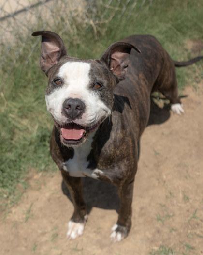 Anastasia, a Adoptable mixed breed in Balch Springs, TX image 3/3