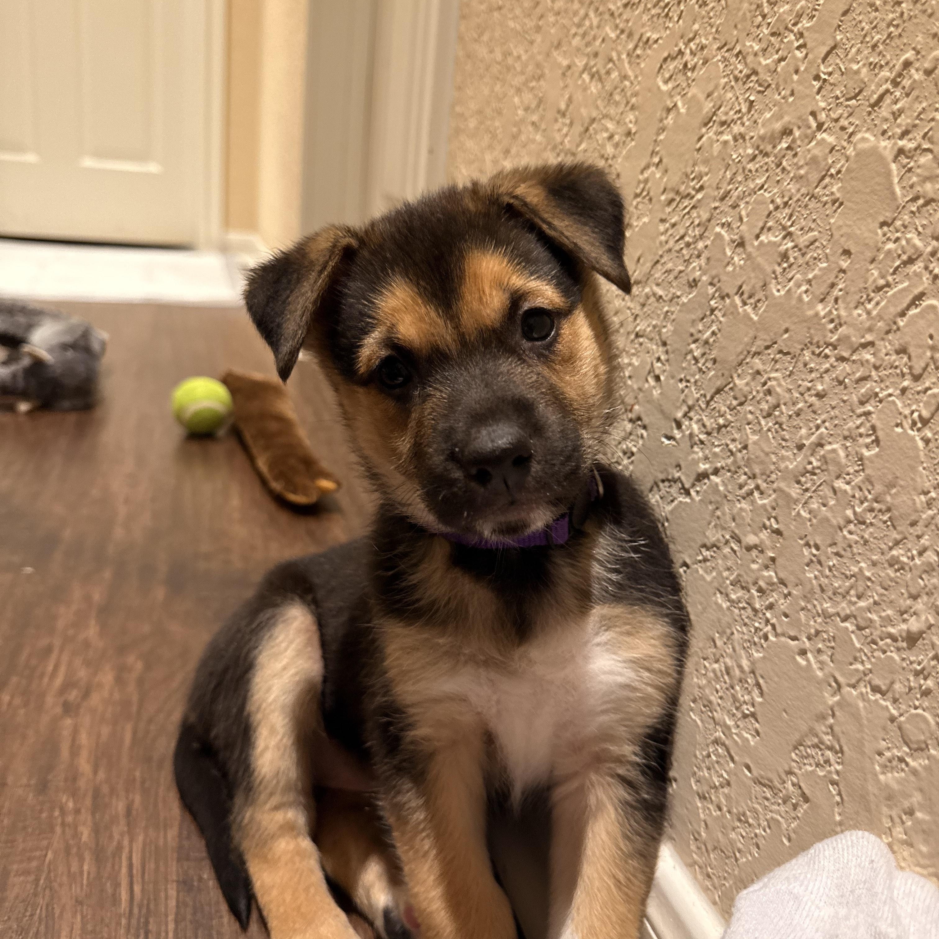 Haven, adoptable, Puppy Female German Shepherd Dog & Husky.