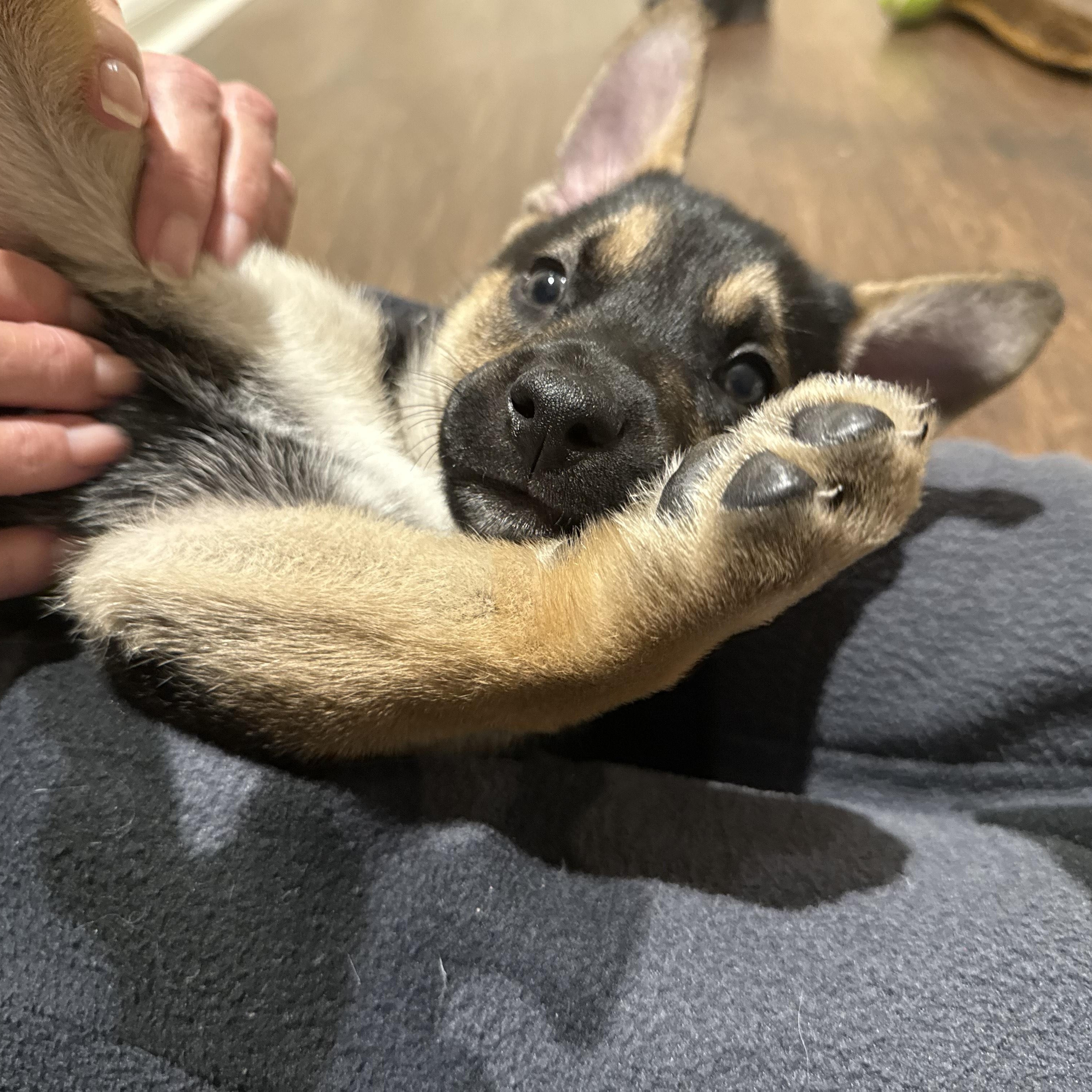 Enlarge Haven, an adoptable mixed breed in Cypress, TX image 3/6