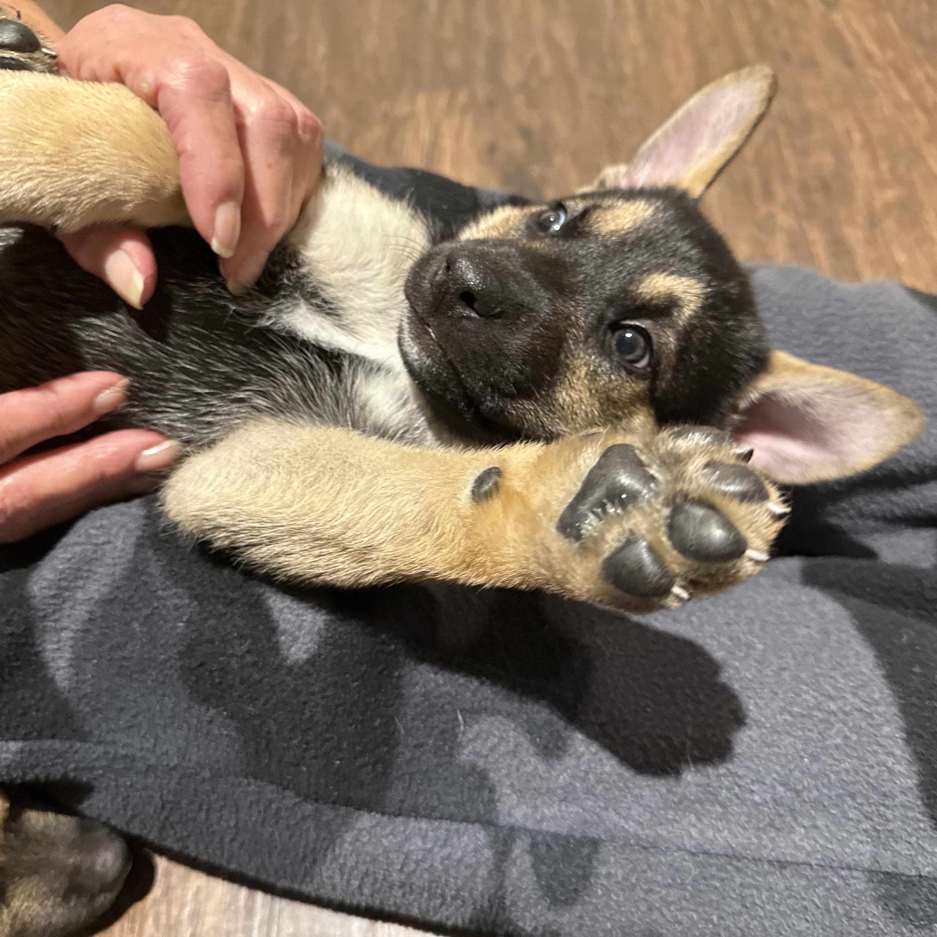 Enlarge Haven, an adoptable mixed breed in Cypress, TX image 4/6